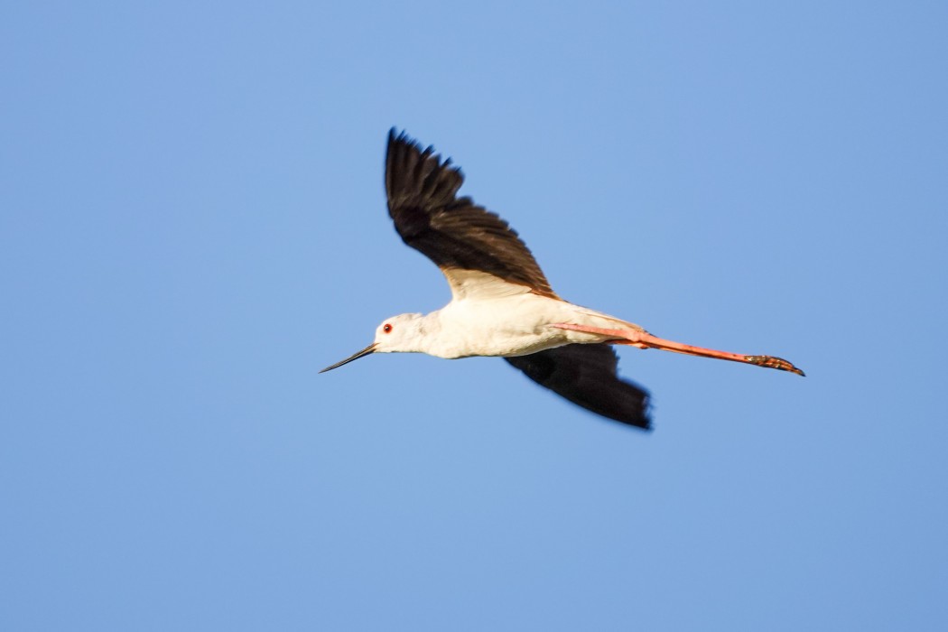 Black-winged Stilt
