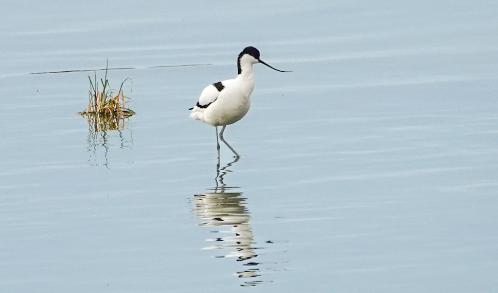 Pied Avocet