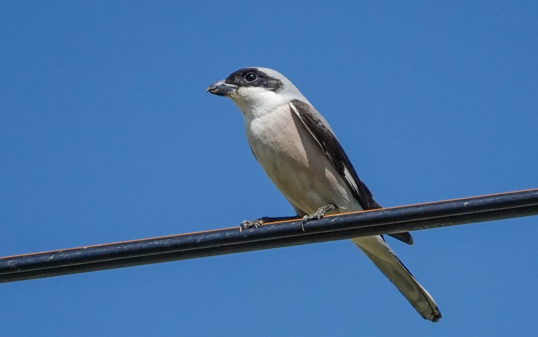Lesser Grey Shrike