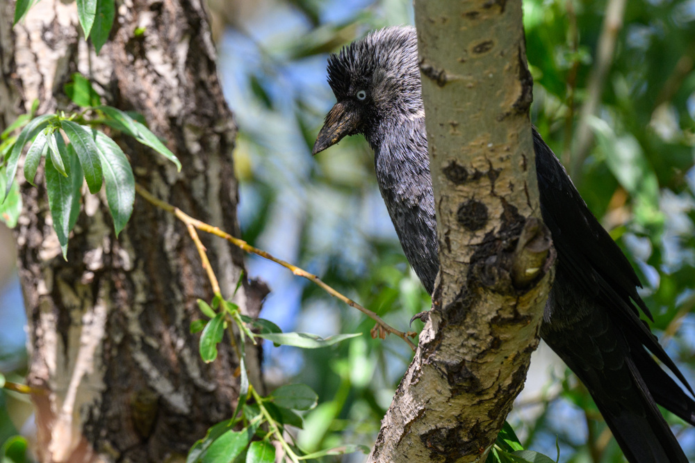 Western Jackdaw