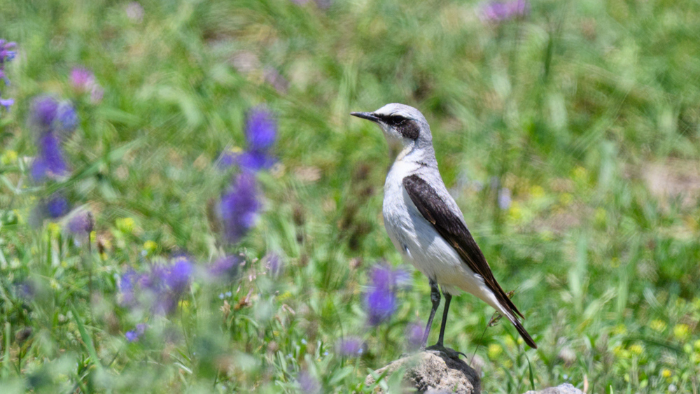 Northern Wheatear