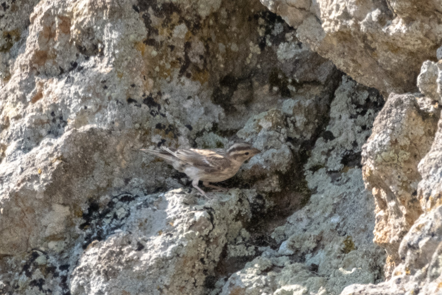 Rock Sparrow