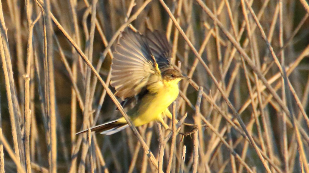 Western Yellow Wagtail