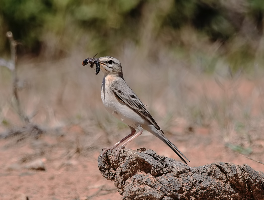 Tawny Pipit