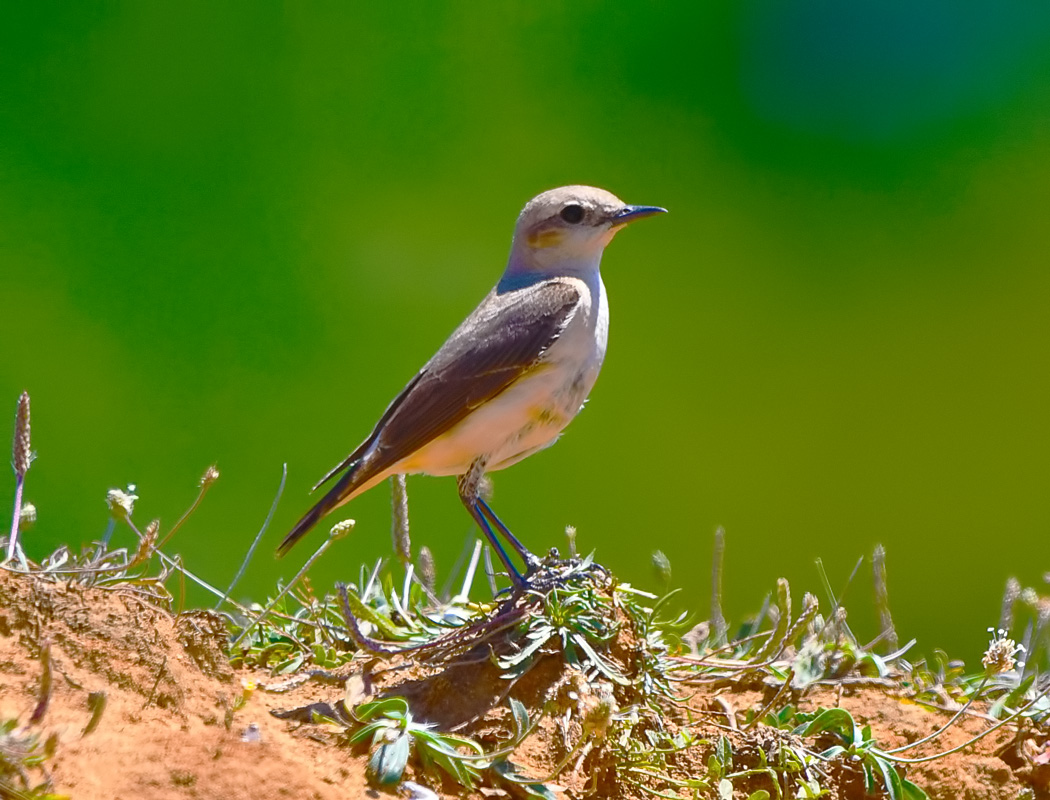 Northern Wheatear