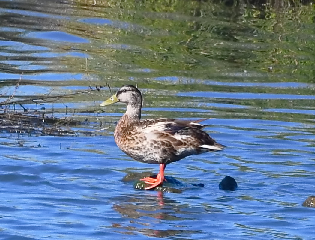 Mallard