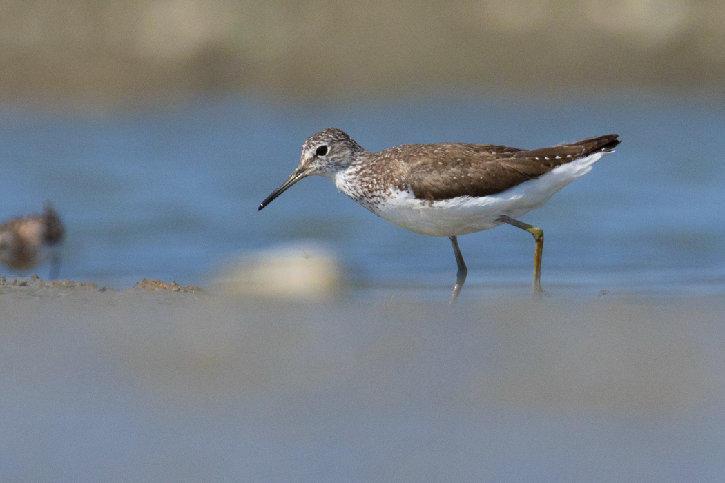 Green Sandpiper