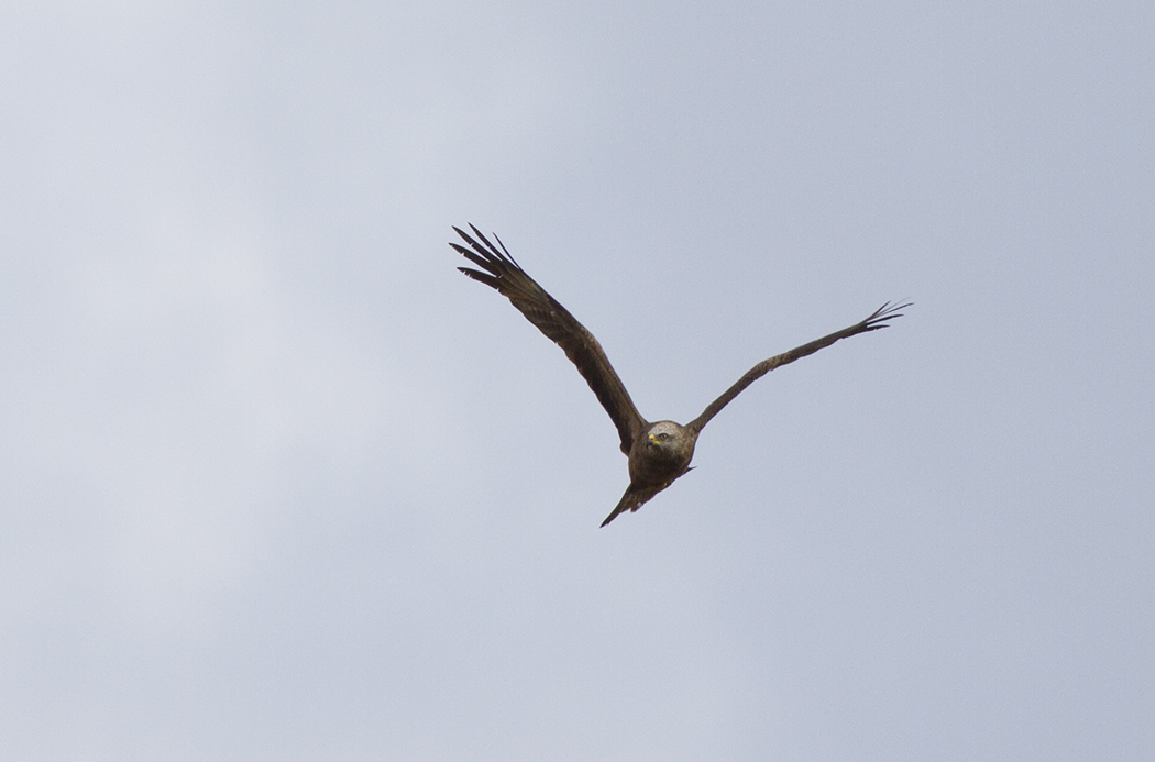 Black Kite
