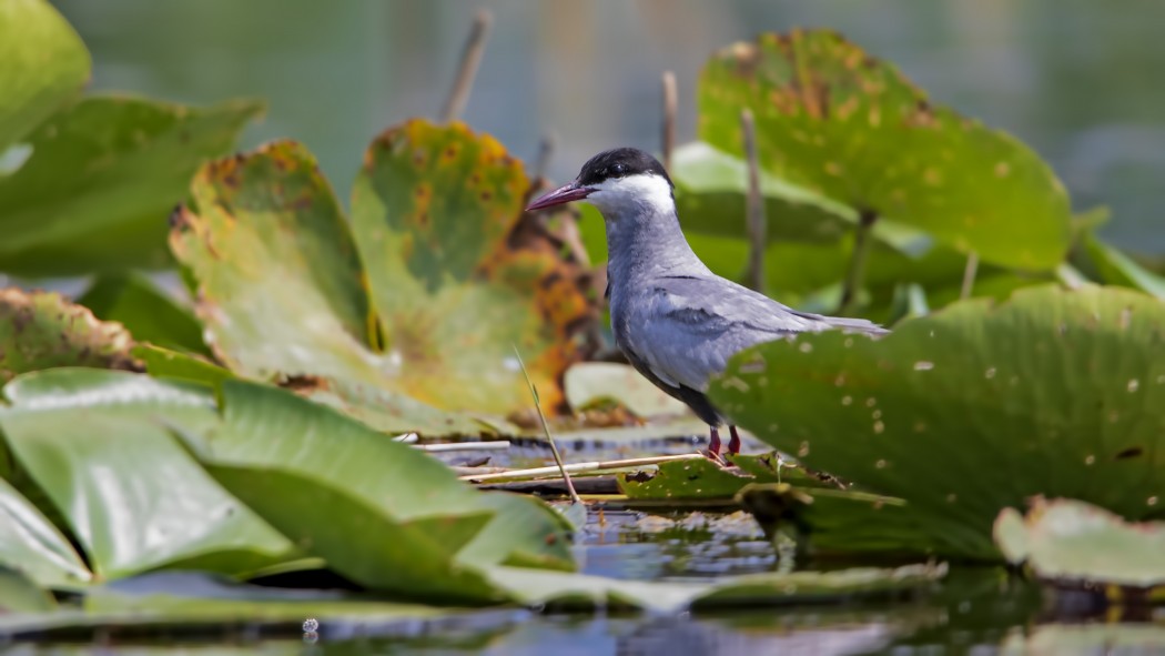 Whiskered Tern