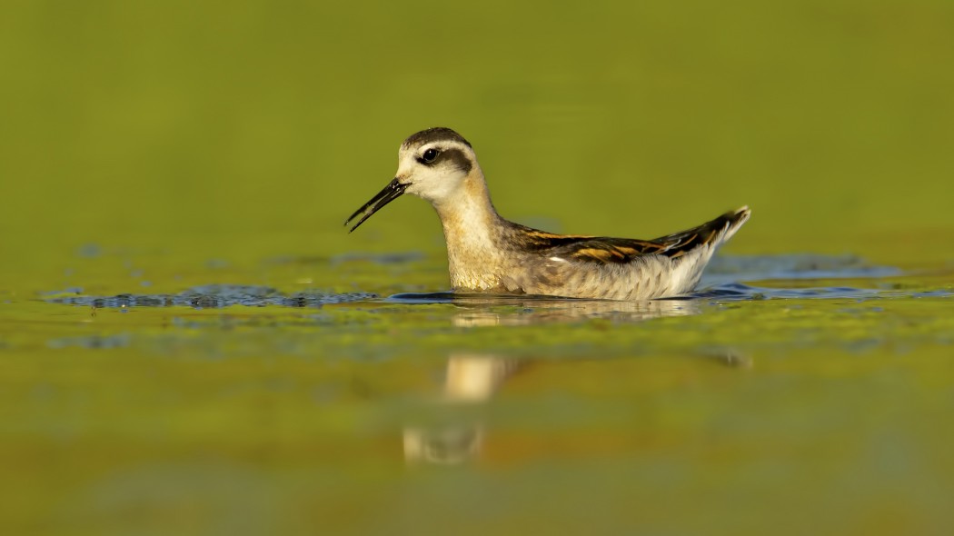 Red-necked Phalarope