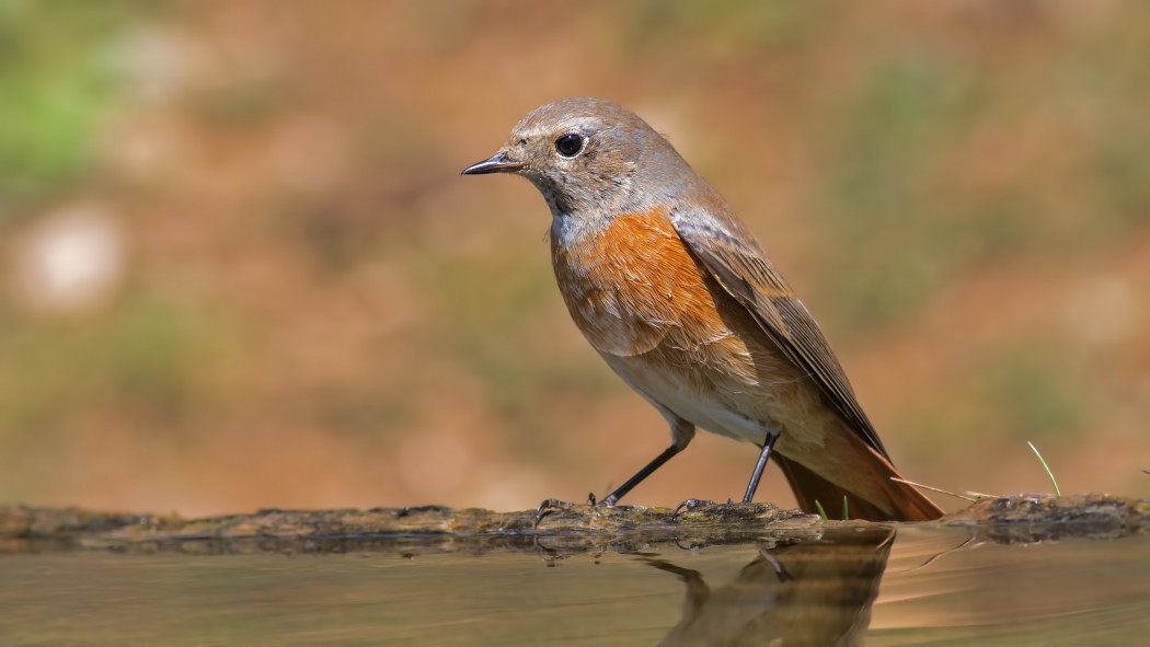 Common Redstart