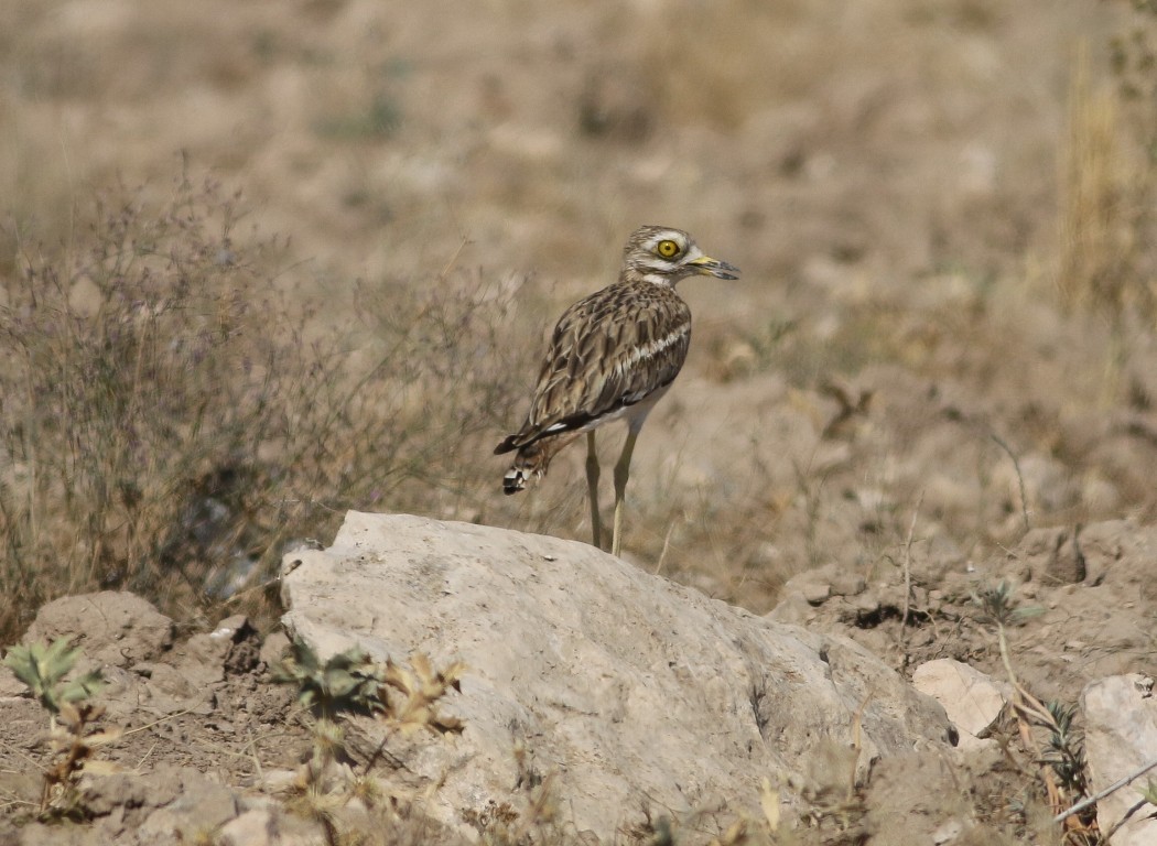 Eurasian Stone-curlew