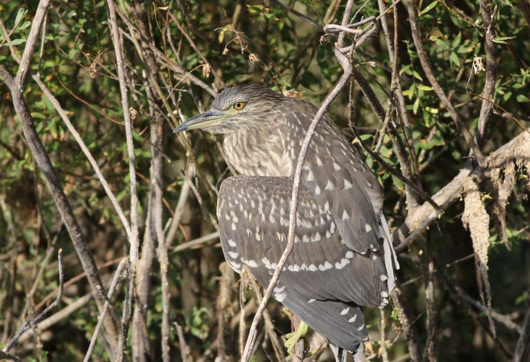 Black-crowned Night Heron