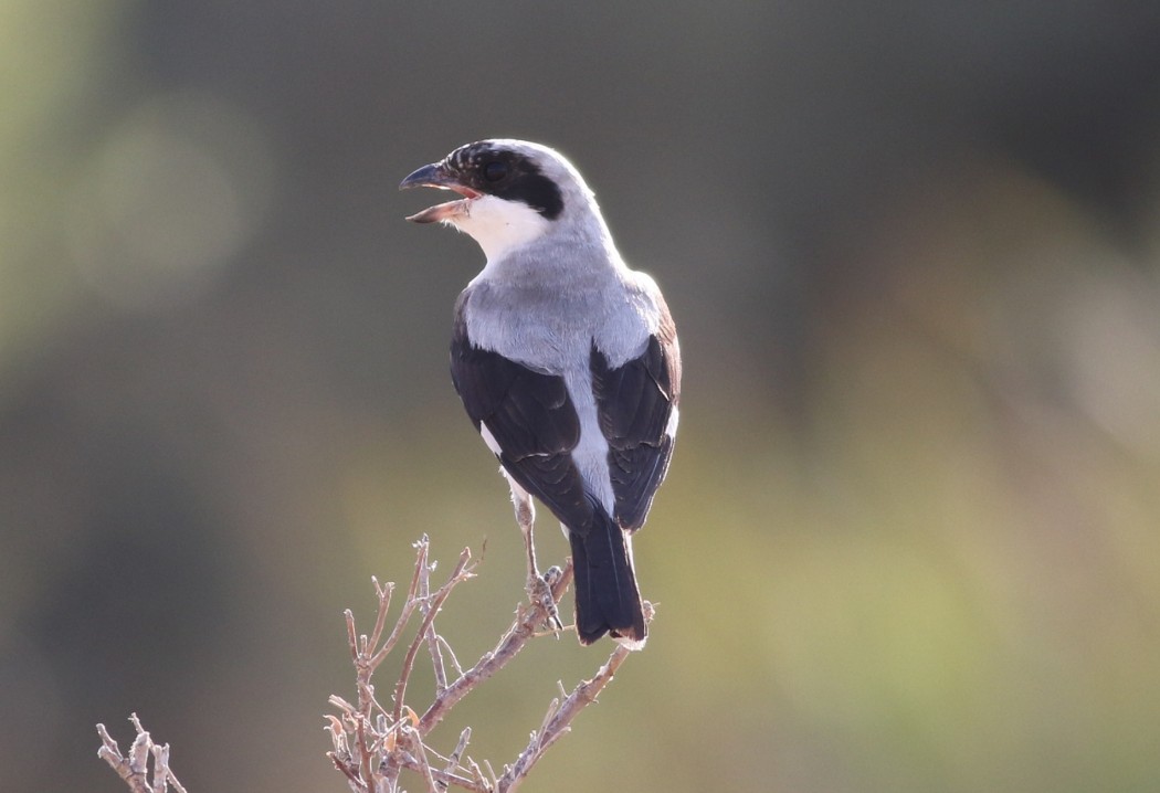 Lesser Grey Shrike