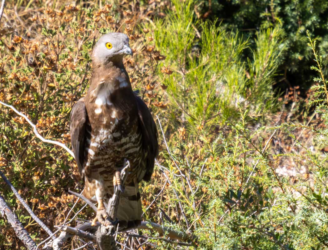 European Honey Buzzard
