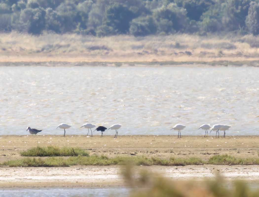 Western Reef Heron