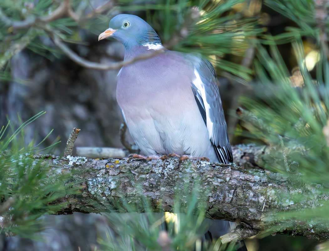 Common Wood Pigeon