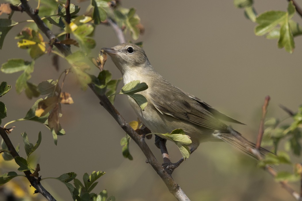 Garden Warbler