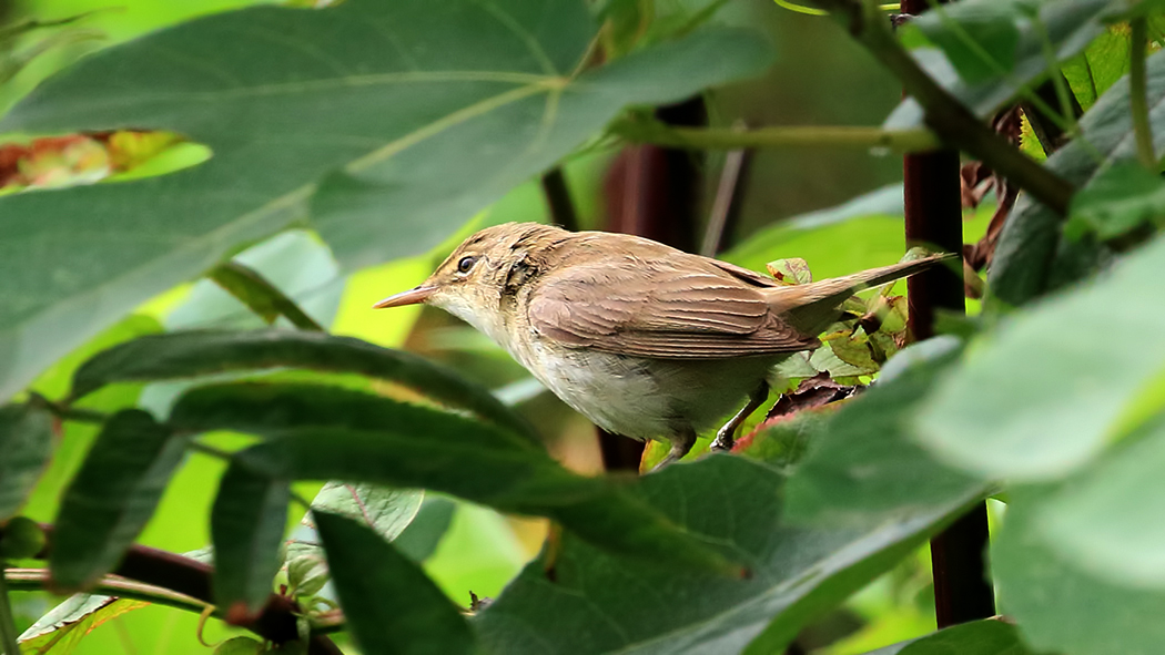 Marsh Warbler