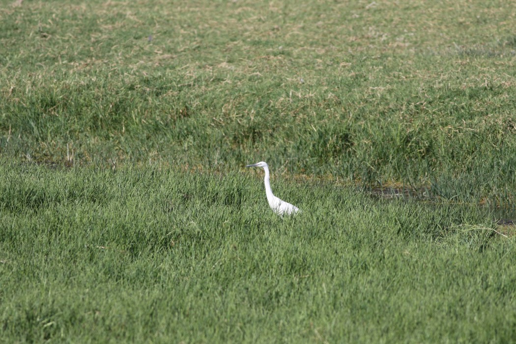 Little Egret