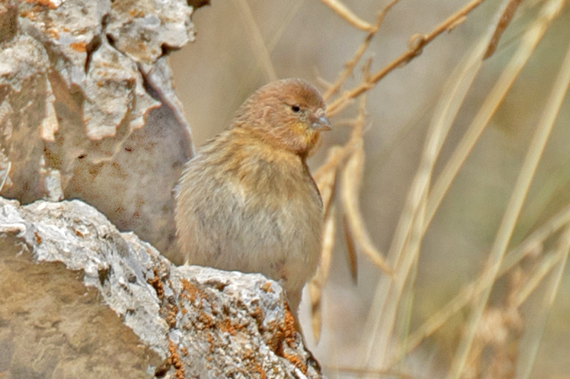 Red-fronted Serin