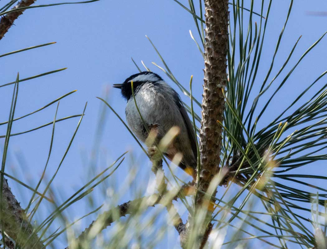 Coal Tit