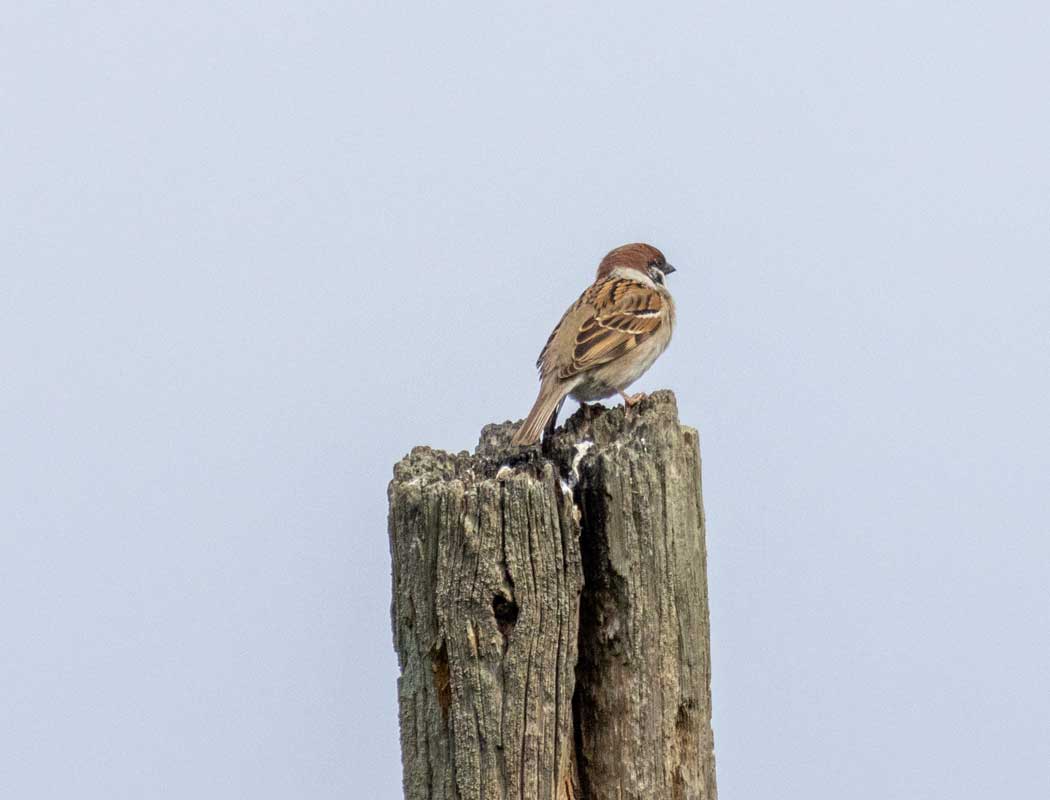 Eurasian Tree Sparrow