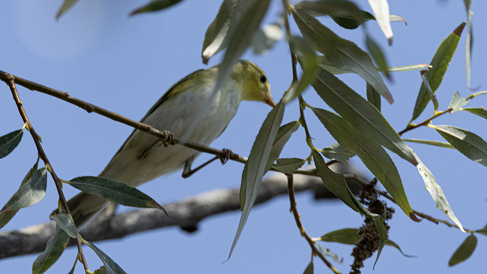 Wood Warbler