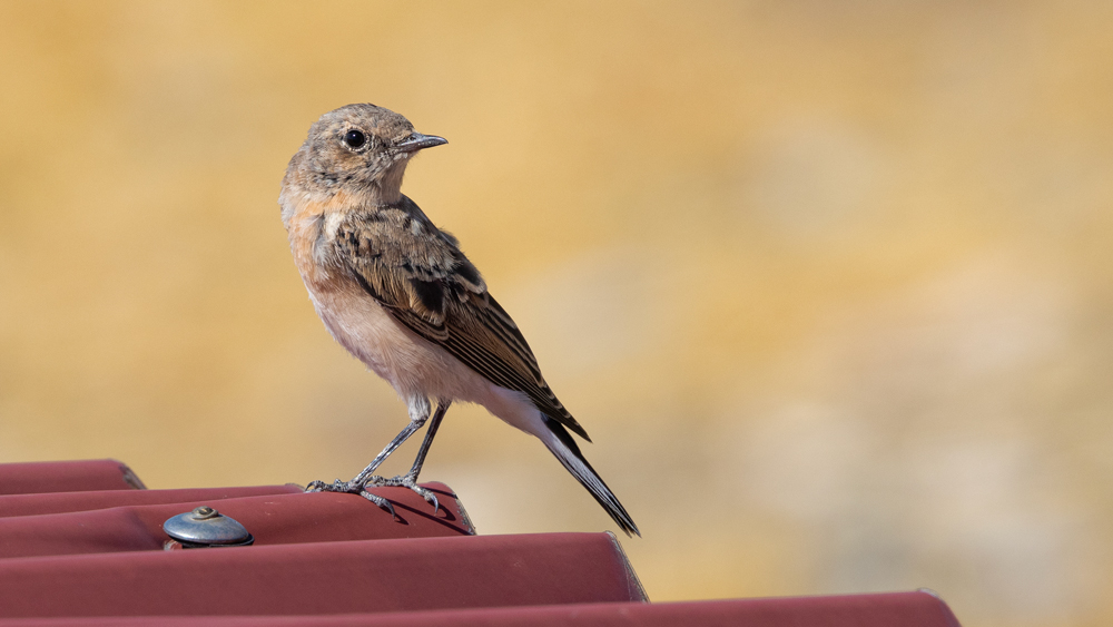 Northern Wheatear