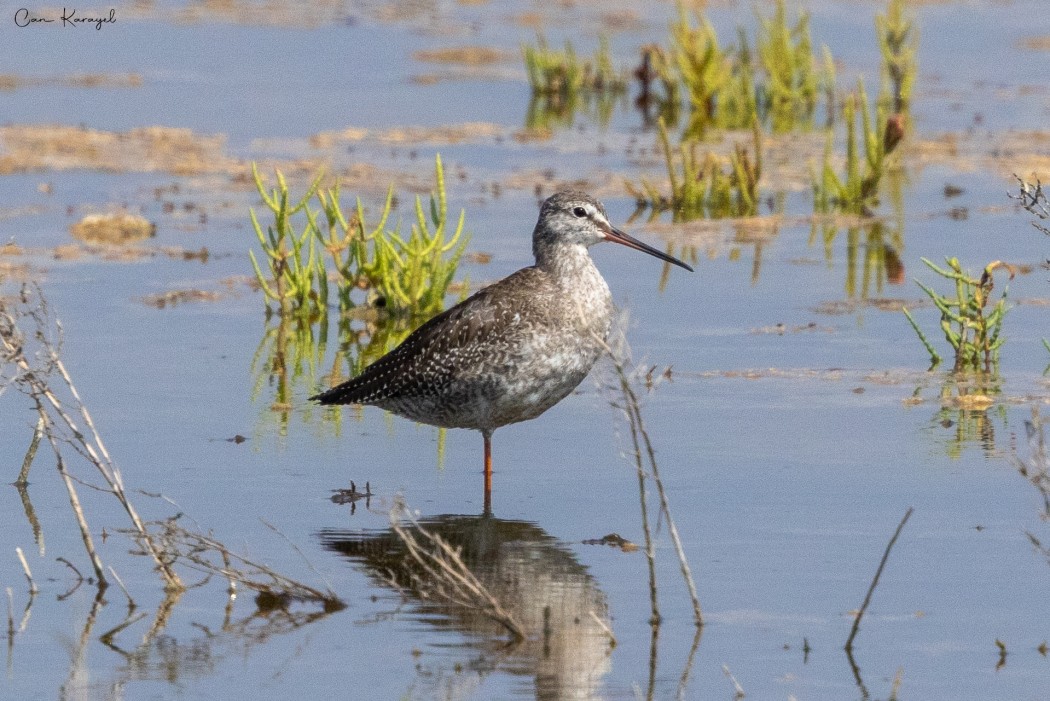 Spotted Redshank