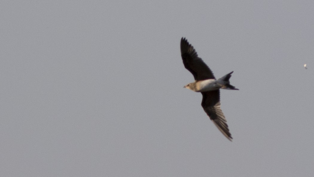 Black-winged Pratincole