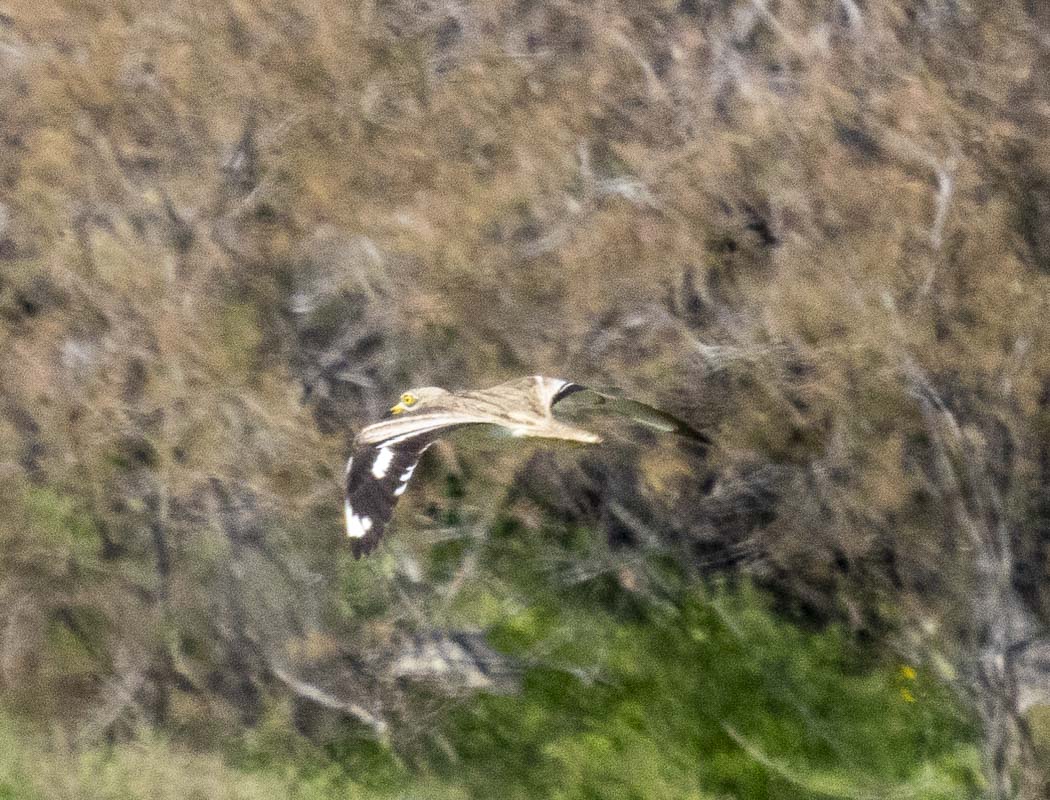 Eurasian Stone-curlew