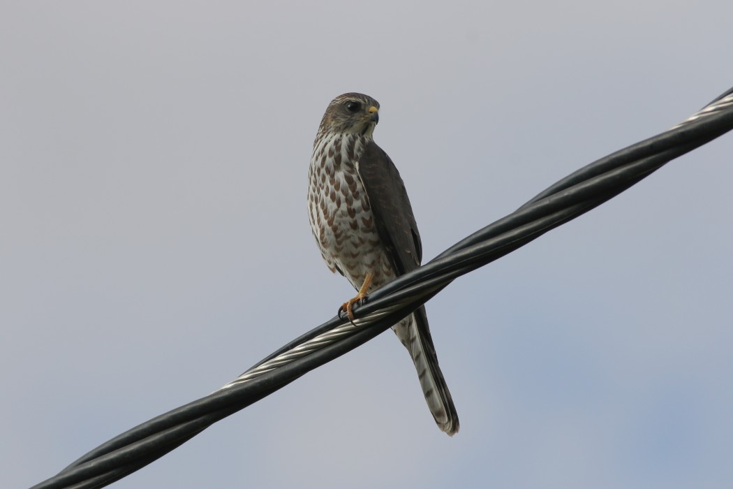 Levant Sparrowhawk
