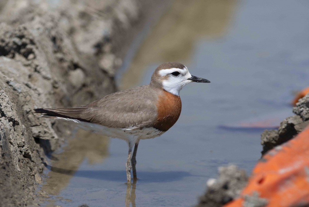 Caspian Plover