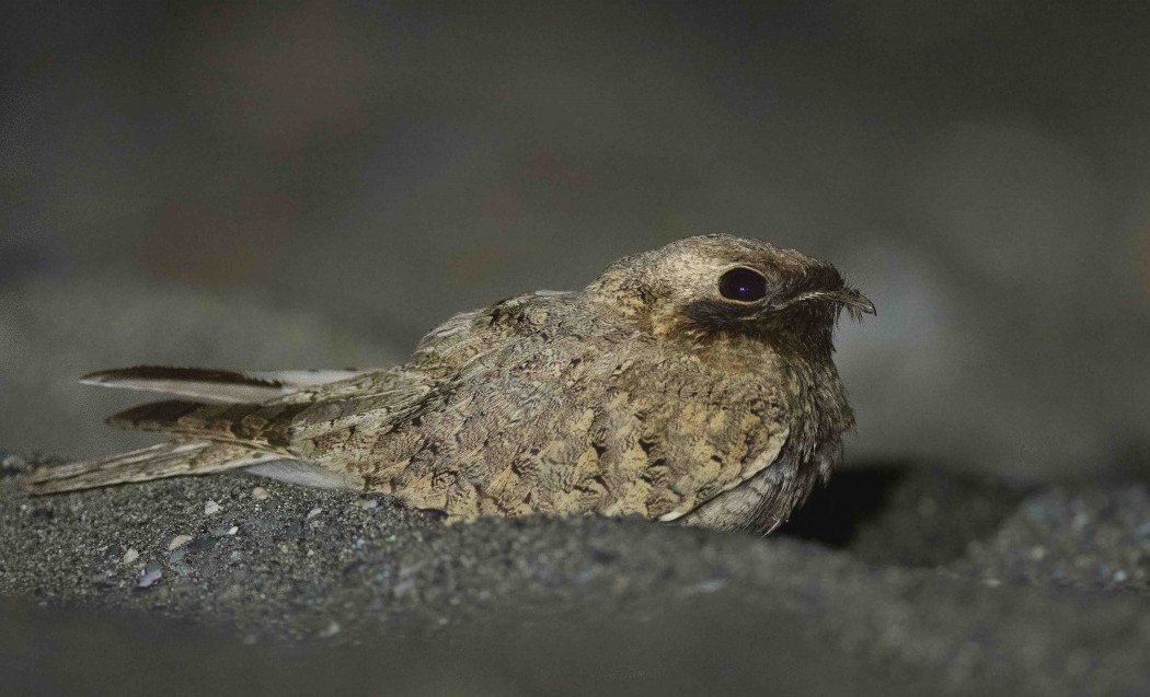 Egyptian Nightjar