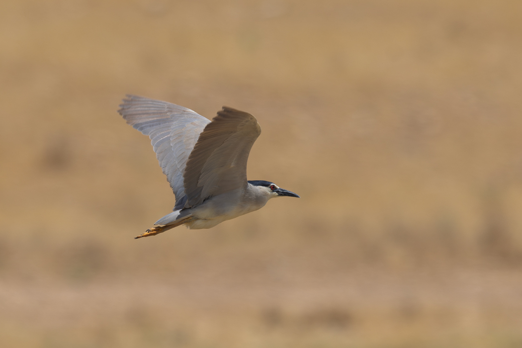 Black-crowned Night Heron