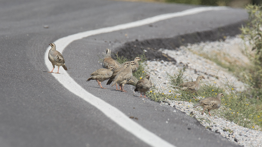 Chukar Partridge