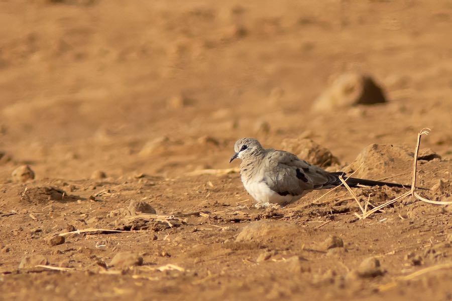 Namaqua Dove