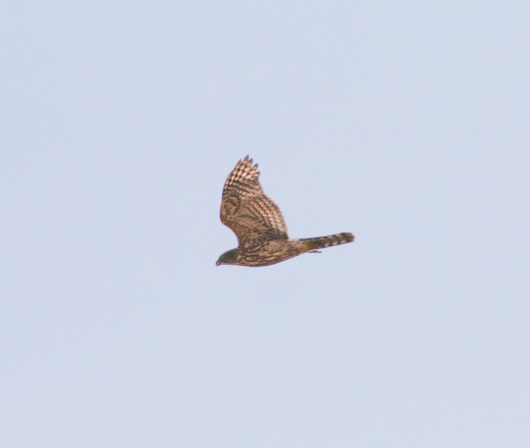 Eurasian Goshawk