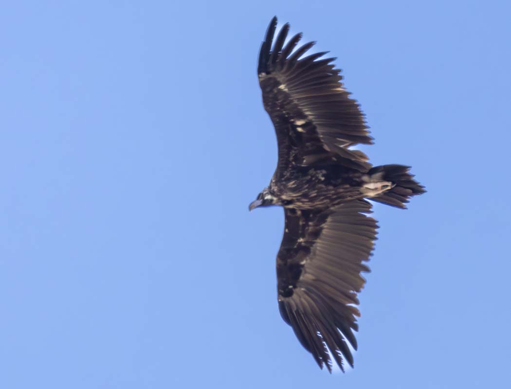 Cinereous Vulture