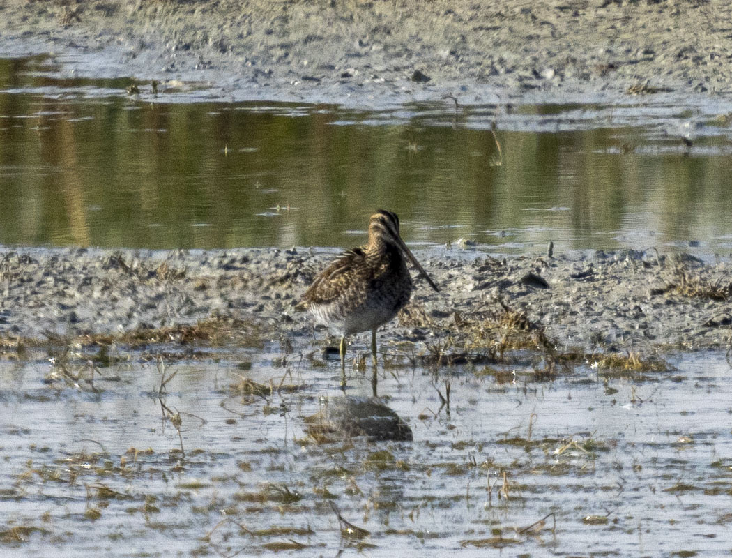 Common Snipe