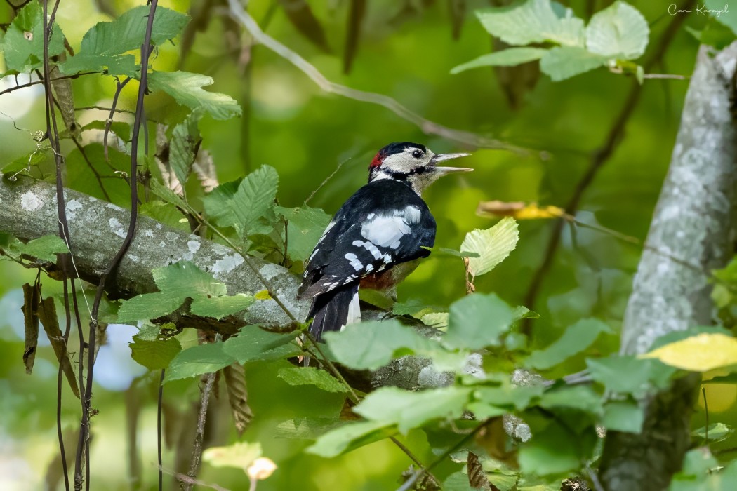 Great Spotted Woodpecker