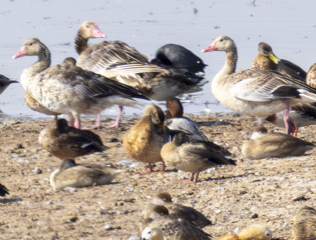 Greylag Goose
