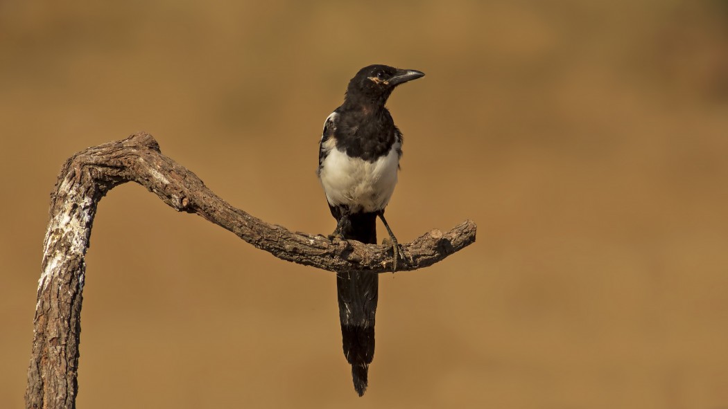 Eurasian Magpie