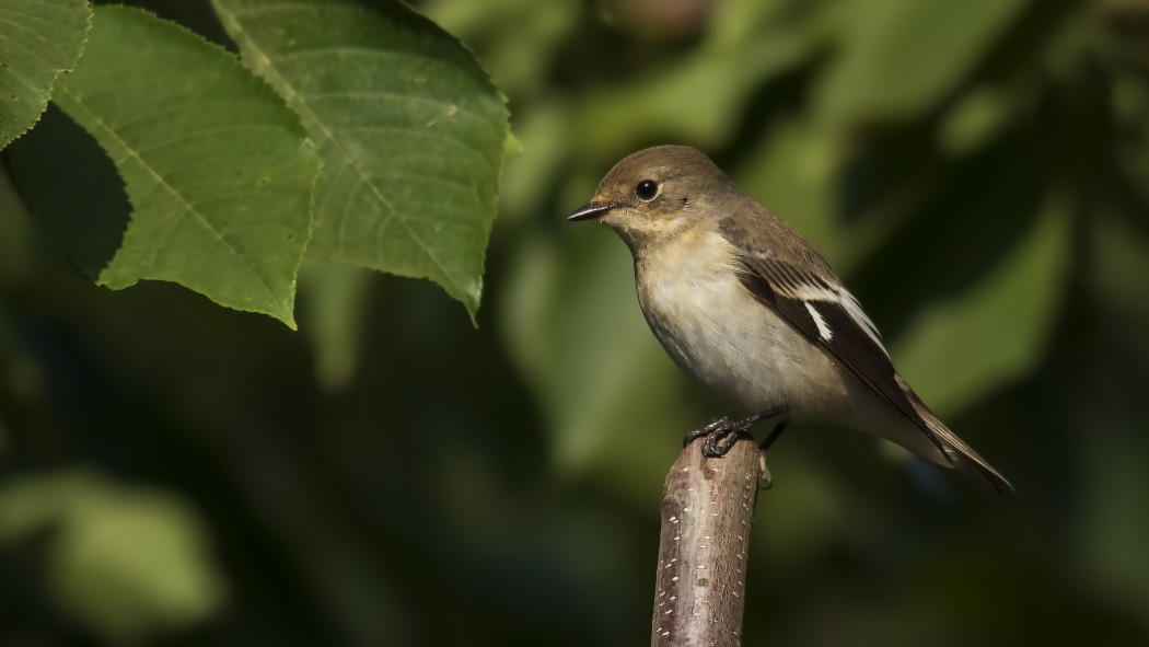 Semicollared Flycatcher