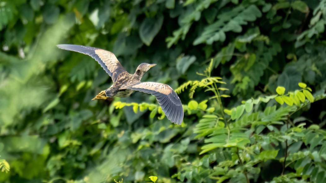 Little Bittern