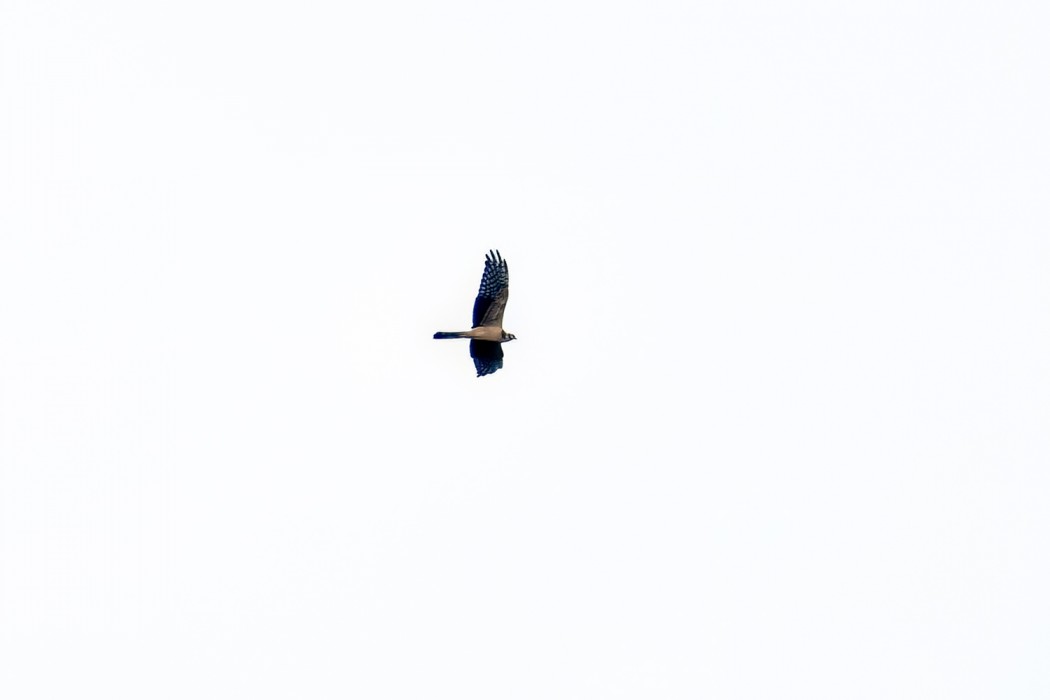 Pallid Harrier