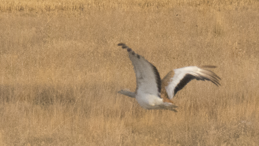 Great Bustard