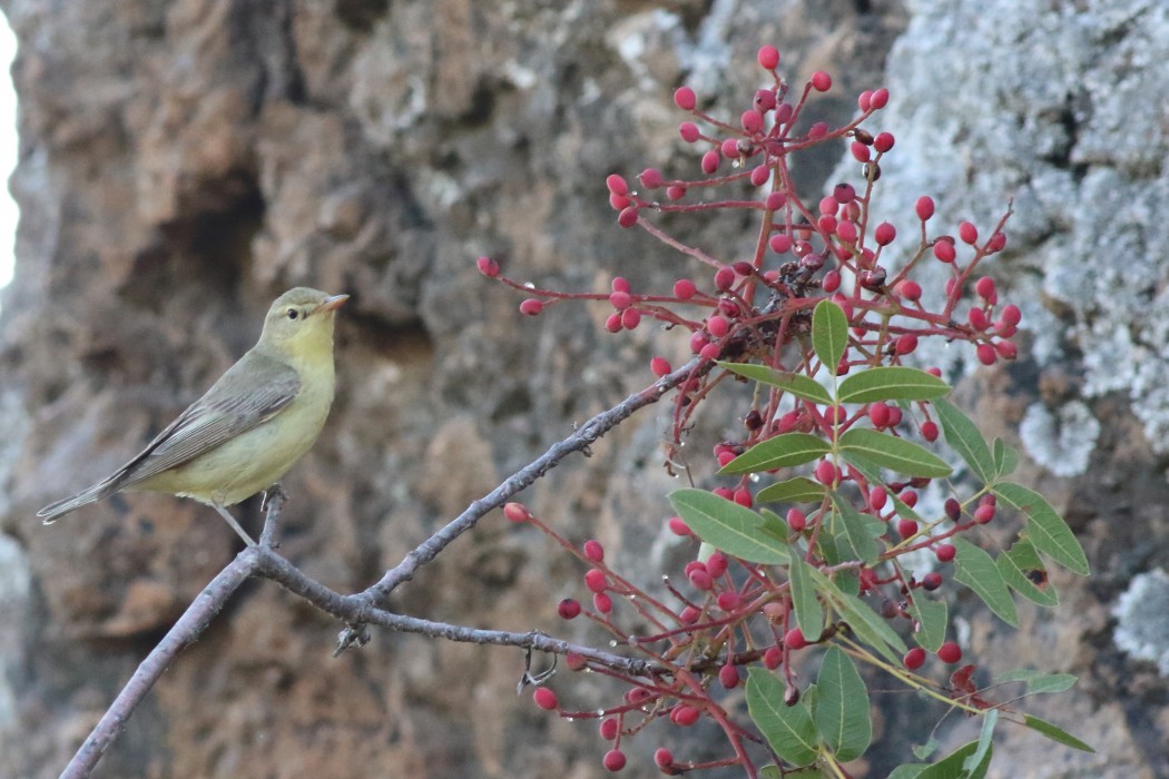 Icterine Warbler