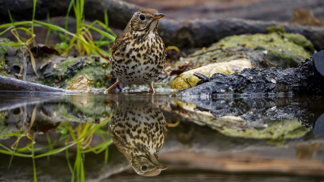 Song Thrush
